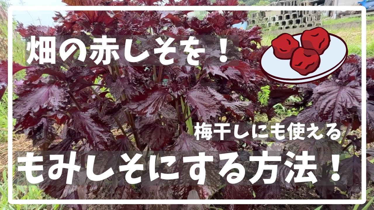 もみシソ 112 家庭菜園の赤しそ大活躍！もみしその作り方 - YouTube