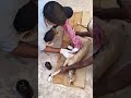 song/veterinarian/treatment