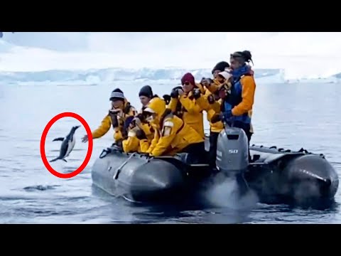 Penguin Being Chased by Killer Whales Hops on Tourist Boat