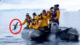 Penguin Being Chased by Killer Whales Hops on Tourist Boat
