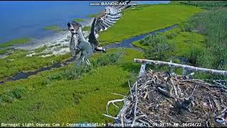 6/24/22 NJ osprey cam Part 3: Daisy finally forces the heron to move.
