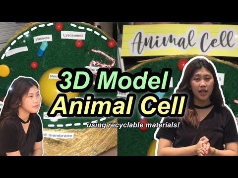 🧶 3D Animal Cell using recycled materials