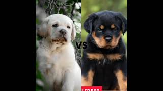 Lab Vs Rottweiler 