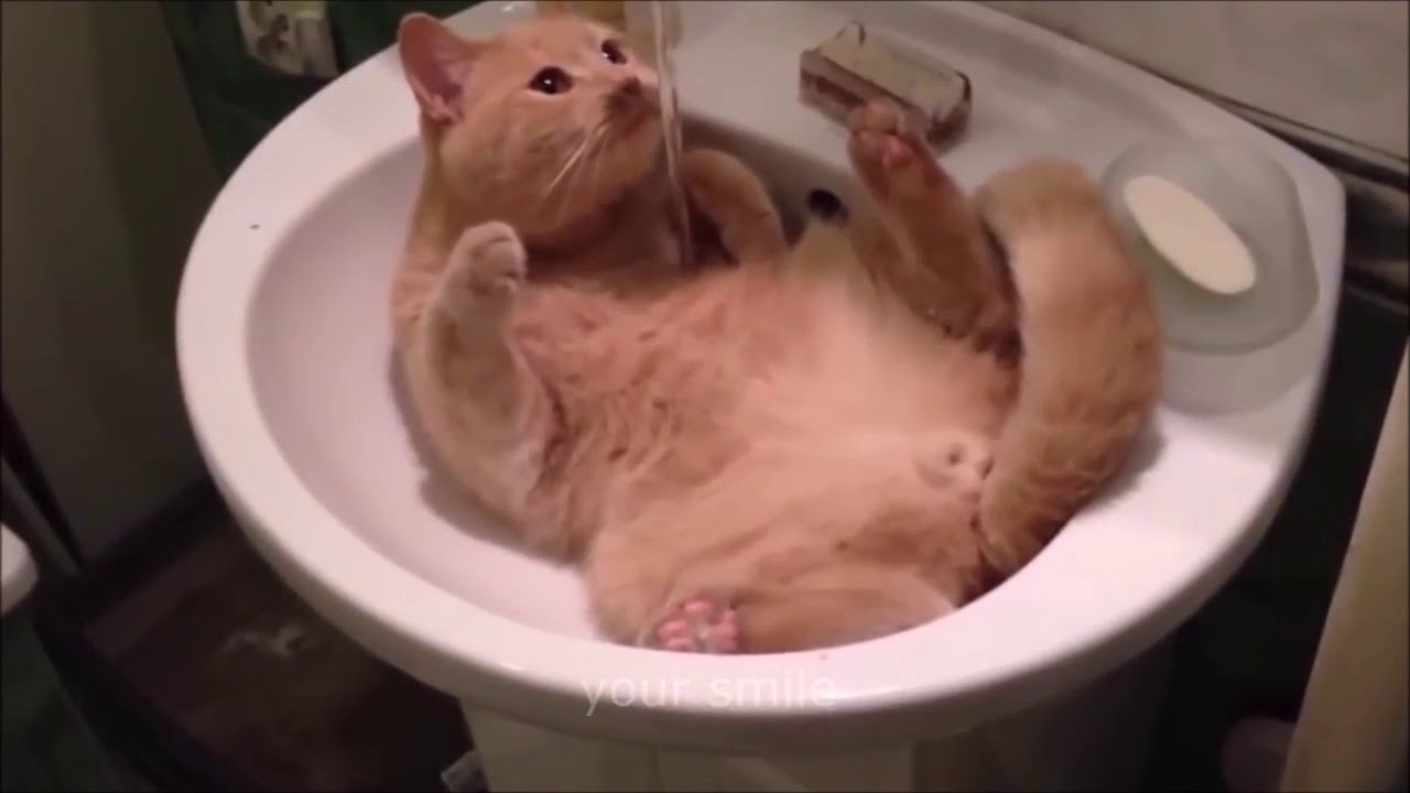 猫おもしろ 愛しのデブ猫特集 でぶ猫 Fat Cat Youtube