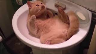 猫おもしろ 愛しのデブ猫特集 でぶ猫 Fat Cat Youtube