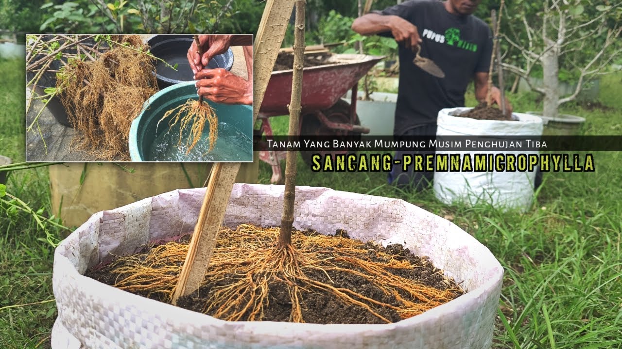 Посадка вдохновляющих бонсай Санкан Материалы для начинающих