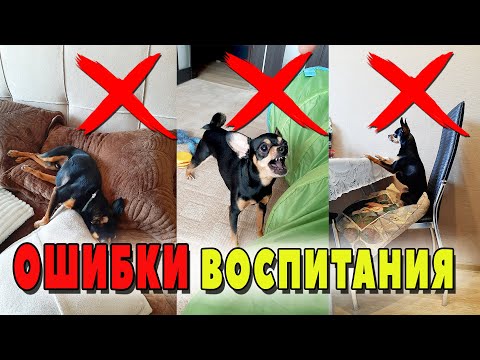 Ошибки воспитания собаки или что не нужно делать с щенком