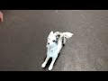1/2 dog and 1/2 rabbit!!