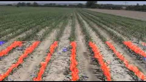 Discrimination between weed patches and crop rows under uncontrolled lighting in real-time