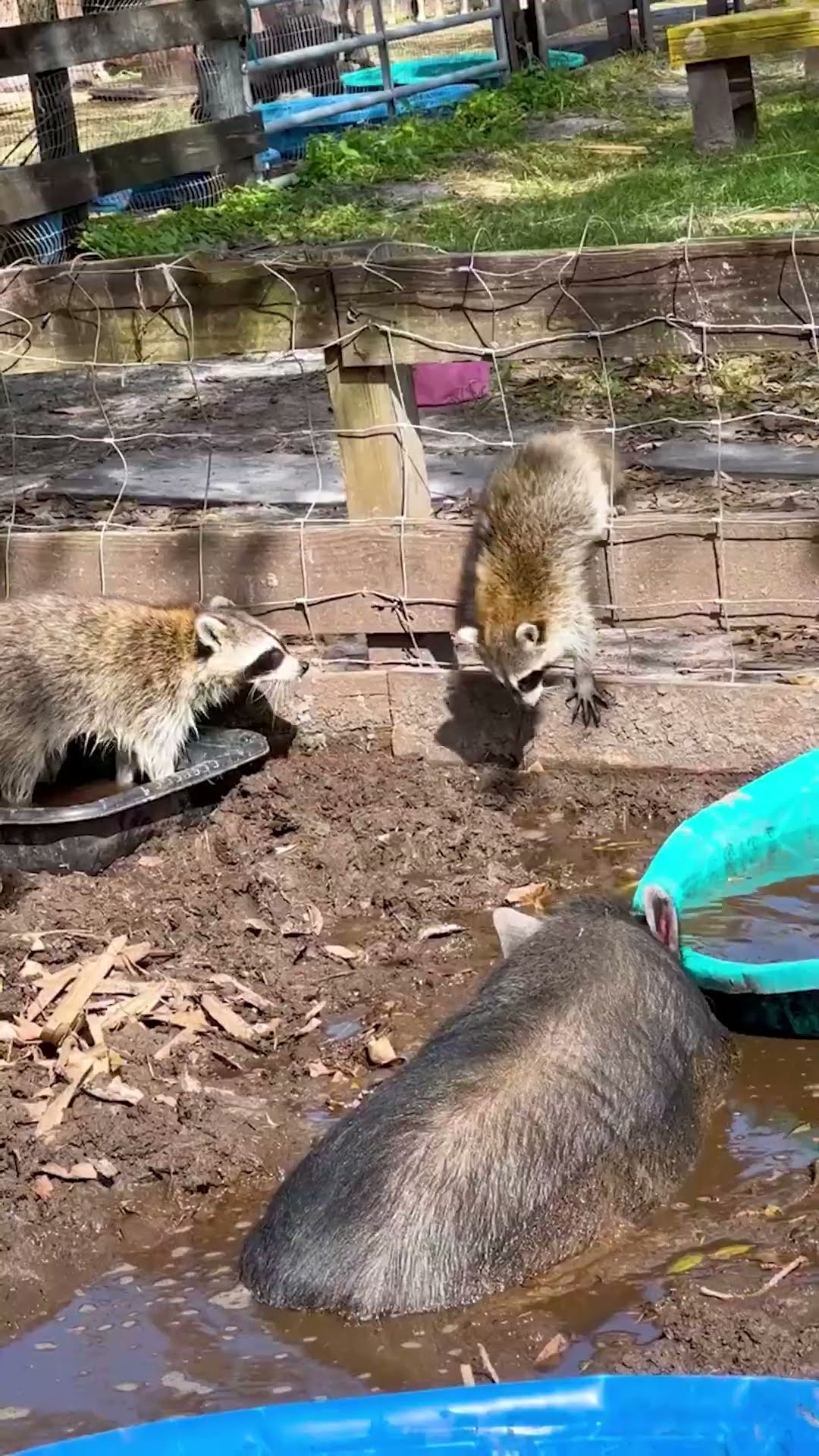 Raccoon Sneaks Into This Pig's Pool | The Dodo