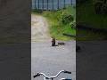 VLOG - Baby Groundchuck vs Statue #vlogs #animals