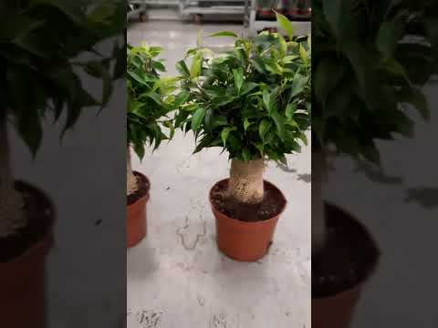Фикус бенжамина. Заказать