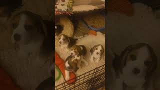 Honey Pot Pups Starring Betty by Cindy Williams 408 views 4 months ago 3 minutes, 13 seconds