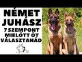 Mielőtt kutyát vennél - NÉMET JUHÁSZkutya - 7 Fontos Szempont!  DogCast TV!