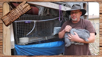 Raising Meat Rabbits For Beginners