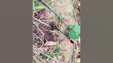 [Thế giới động vật] Trở về tuổi thơ đi bắt chuồn chuồn