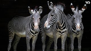 Zebra: Mamalia Bergaris-Garis Dengan Fungsi Yang Menakjubkan