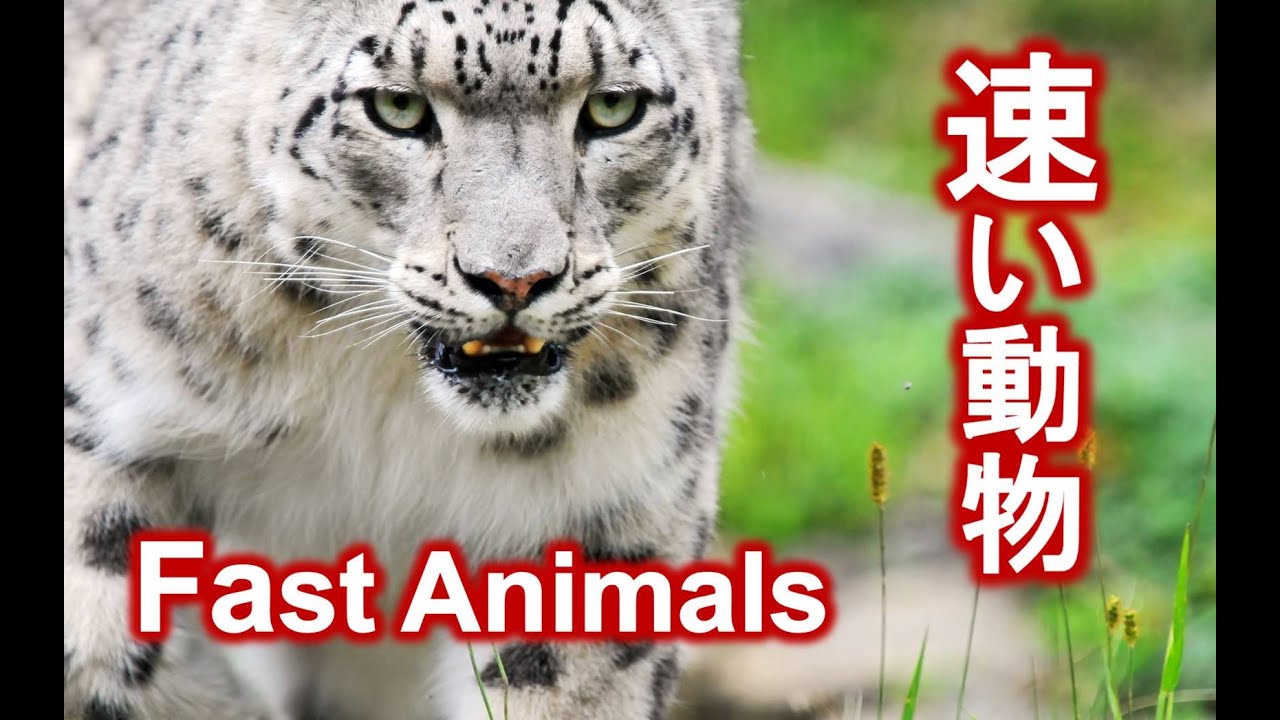 動物バトル 速さランキング The 10 Fastest Animals Youtube