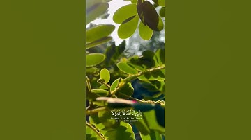 وأنا اخترتك فاستمع لما يوحىٰ @القارئ احمد خضر