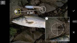 Est  length and weight of fish using cell phone app Striped Bass screenshot 1