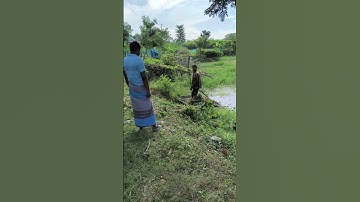 Pond cleaning #shorts #ytshorts #viral #video#village