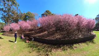 Cherry Blossom at the Auburn Botanic Gardens in Sydney,  Aus.