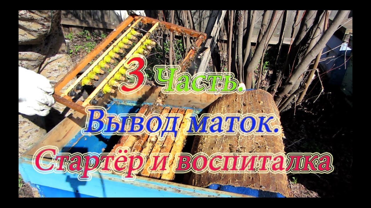 Вывод маток от а до я видео через стартер