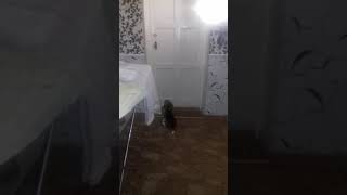 Бигль один дома)) Когда хозяин уходит! Бигль один дома)) Когда хозяин уходит!