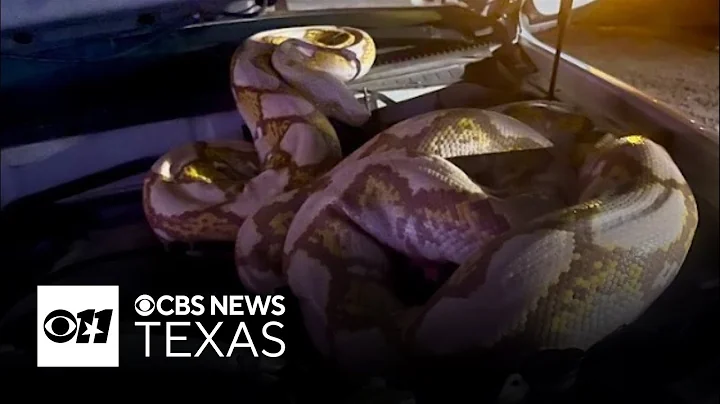Massive python traps man on truck in Garland before dramatic capture