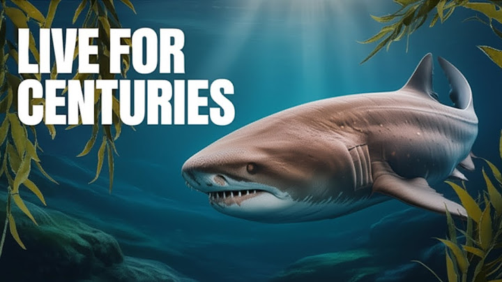 Which Animal Can Live for 500 Years?