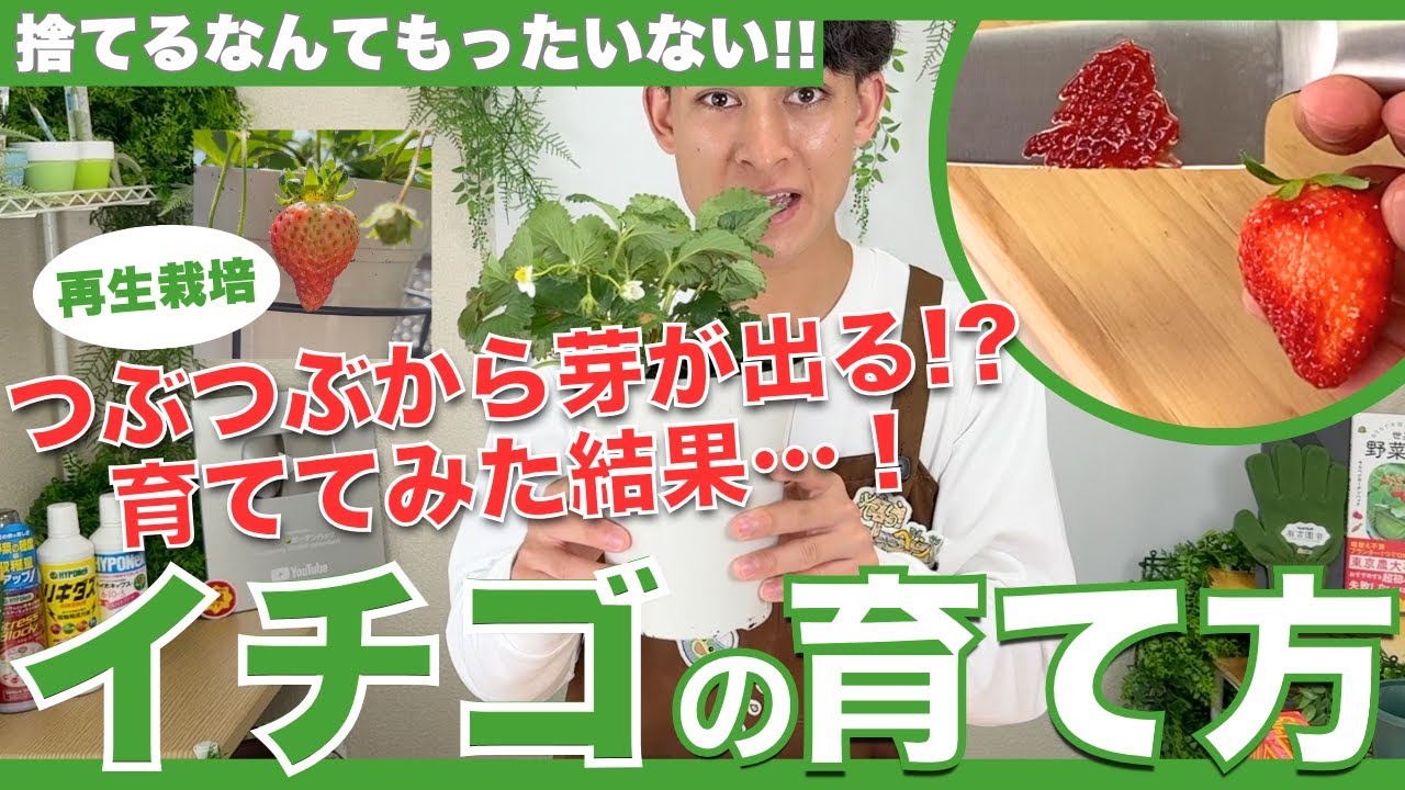 Harvest strawberries from supermarkets! Anyone can harvest large