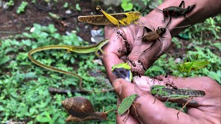 black ant colony attack‼️catching green snakes, big grasshoppers, cricket, long-tailed grass lizards