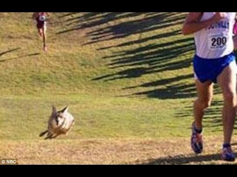 Meep Meep  Watch out roadrunners  Coyote joins school race