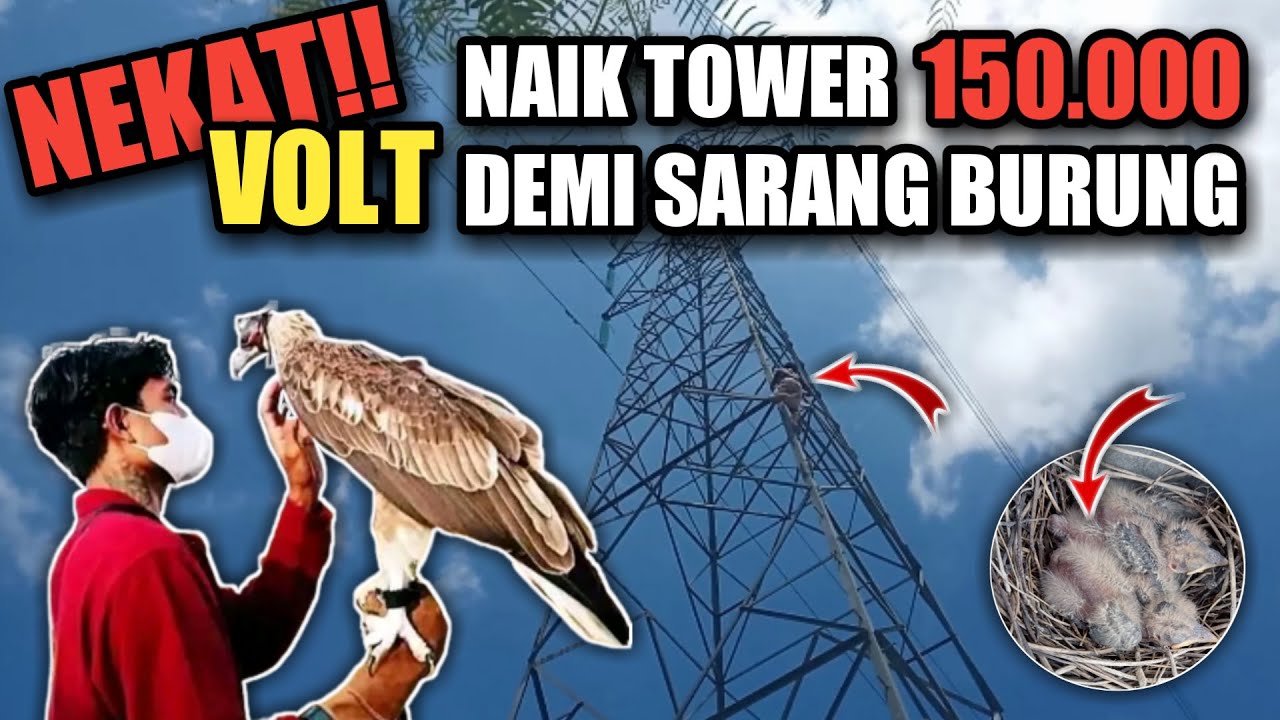 ngebolang Hunting sarang Burung KEKEP BABI di atas TOWER 150.000 VOLT