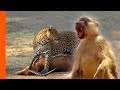 Baboons And Impala Unite To Fend Off Leopard | Predator Perspective | Love Nature