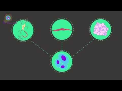 فيديو: هل يمتلك البالغون خلايا جذعية متعددة القدرات؟