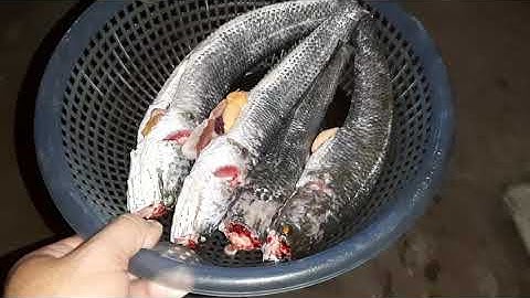 LƯƠN, CÁ LÓC HẤP RAU MẮC NƯỚC CỐT DỪA. CUỘC SỐNG MIỀN TÂY TV.  KHẢI  SÓC TRĂNG