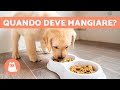 Quando dare da MANGIARE un CANE? 🐶🥩 (Pasti e Orari)