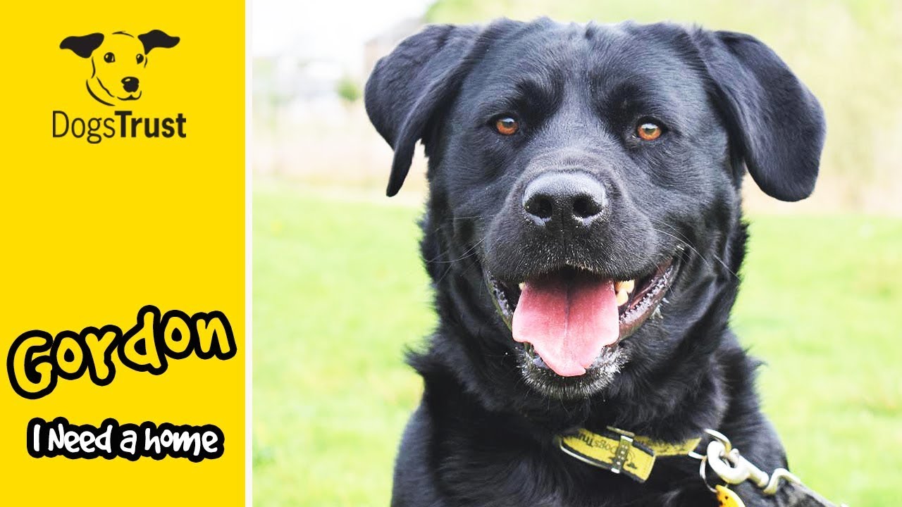 labrador dogs trust