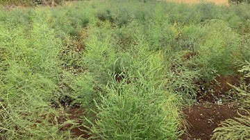 How To Save Asparagus Seeds At Home.