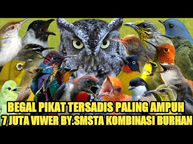 suara pikat sapu jagad viral 7 juta viwer by.smstachanel kombinasi burhan@bobkicau class=