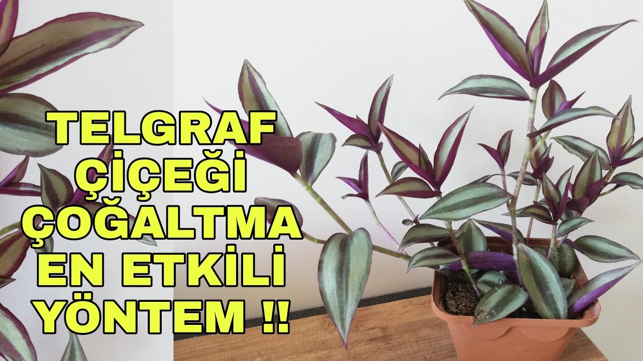 Telgraf çiçeği nasıl çoğaltılır? En Etkili Yöntem !