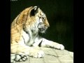 アイ・オブ・タイガー／サバイバー (eye of tiger - Survivor)
