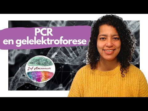 PCR (polymerase kettingreactie) en gelelektroforese (HAVO en VWO)