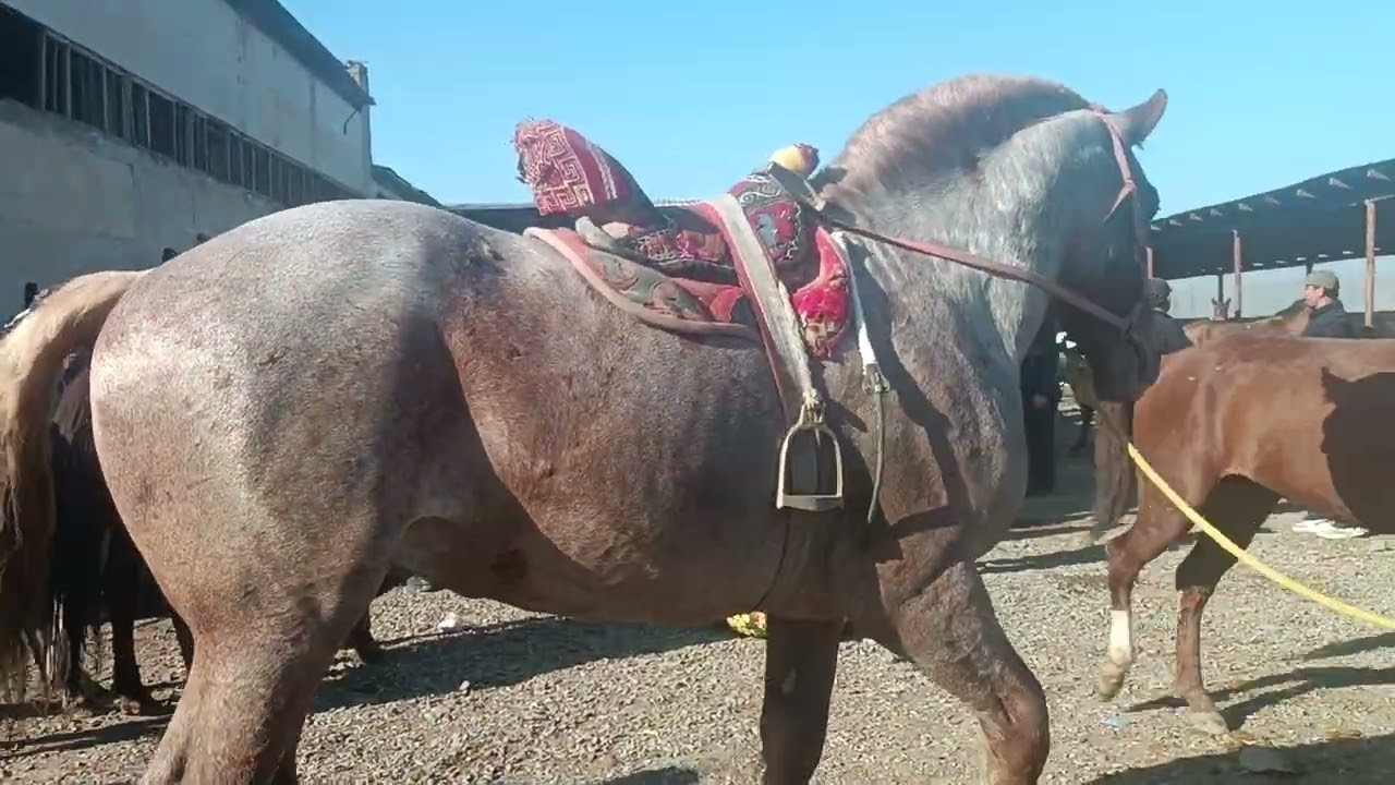 Асп бозори ленский раён бинен чи гап шуд