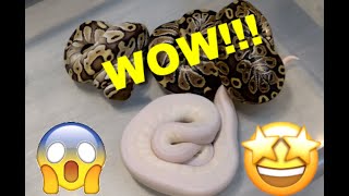 White Snake Update! Ball Pythons!