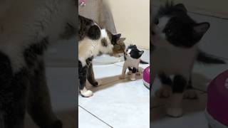 Older cat is shocked when the rescued kitten hates him #shorts