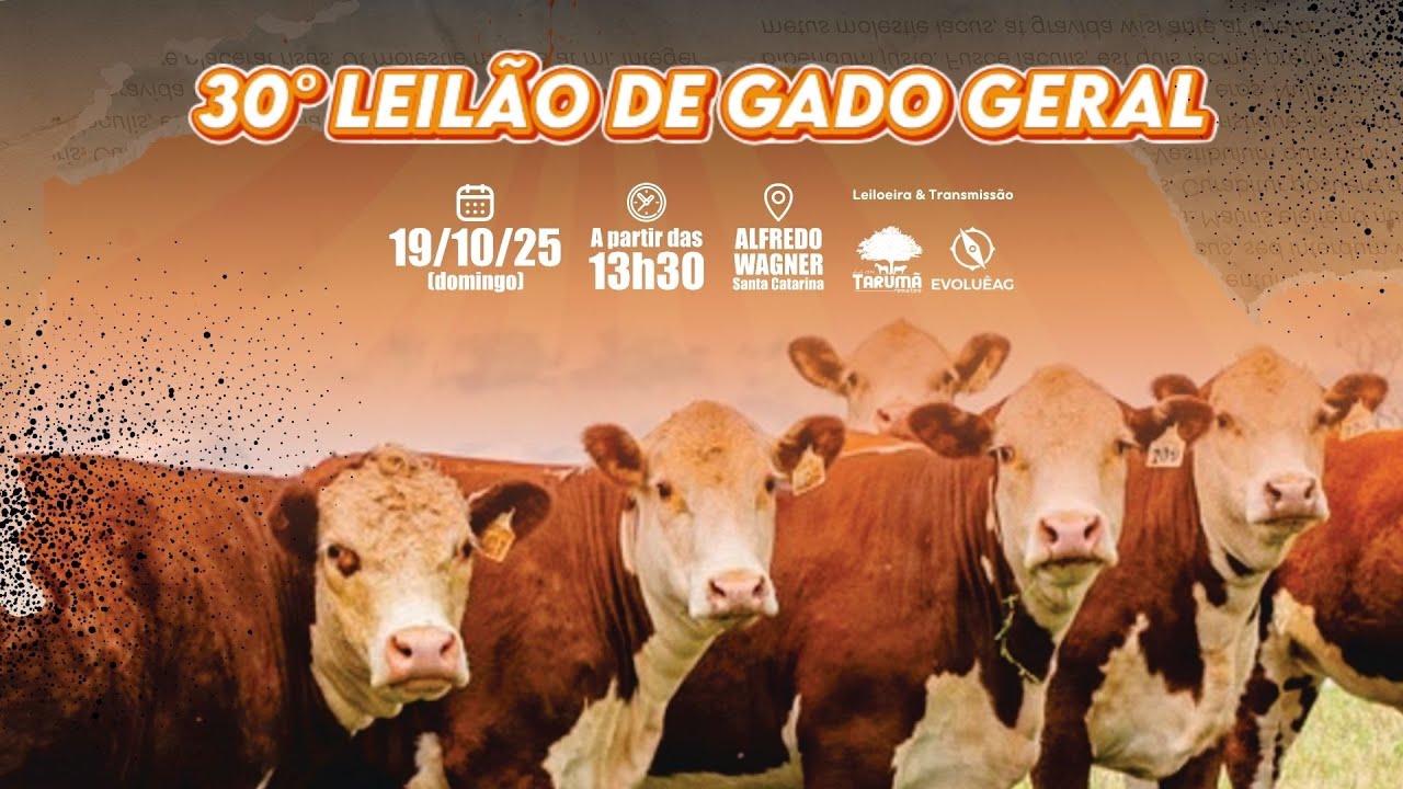 Leilão de Gado AO VIVO - Alfredo Wagner 19/10/2025 | Tarumã Remates