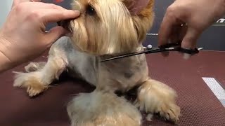 Grooming Yorkie