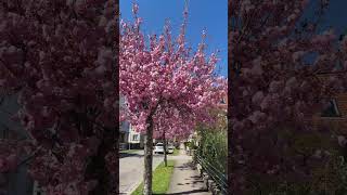 Blütenpracht in Donaueschingen #flowers #spring #travel